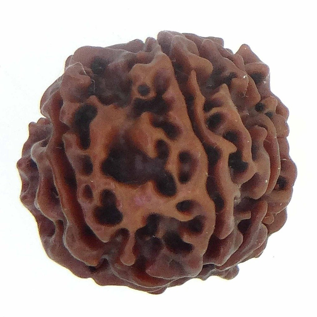 8 Mukhi Certified Rudraksha Nepal 100% Natural