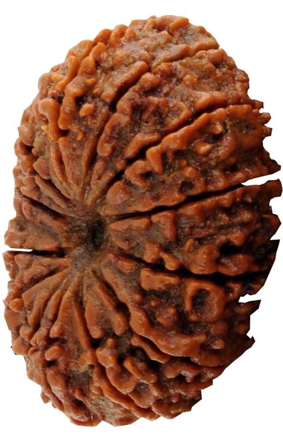 14 Mukhi Rudraksha 100% Natural