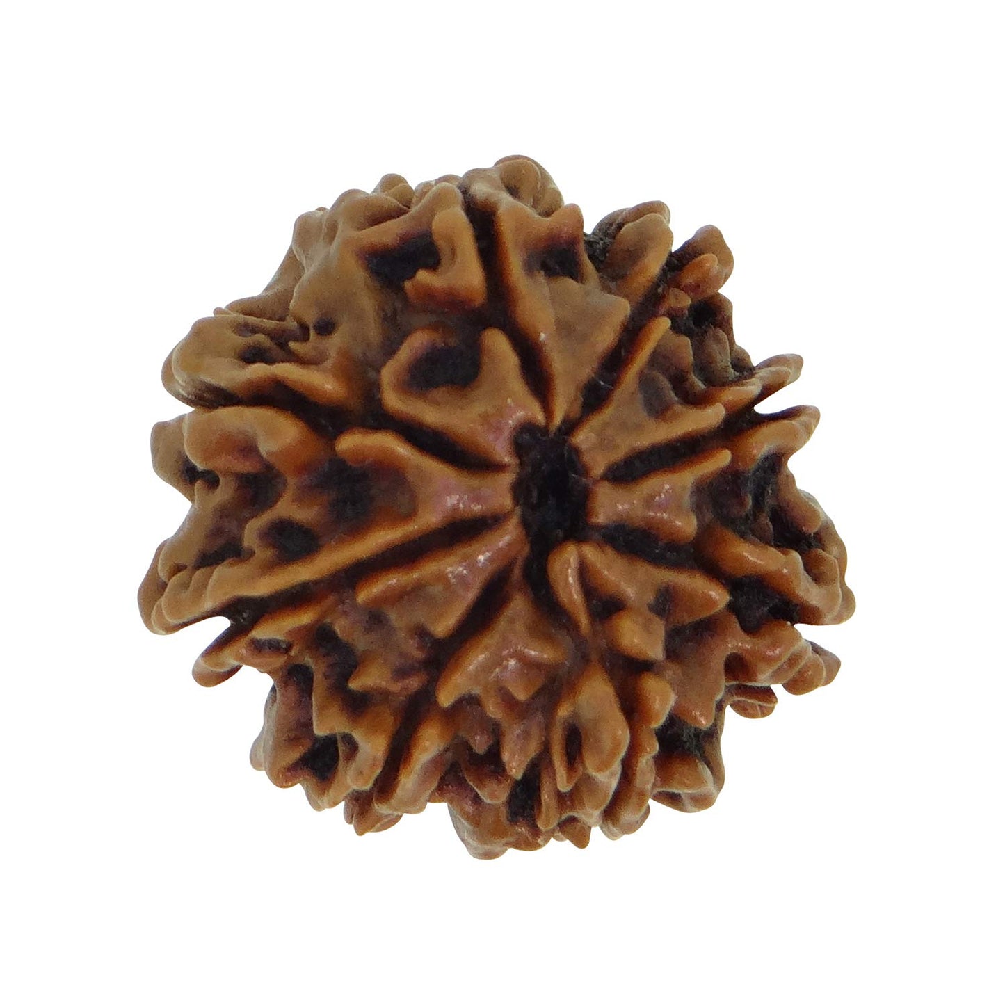 8 Mukhi Certified Rudraksha Nepal 100% Natural