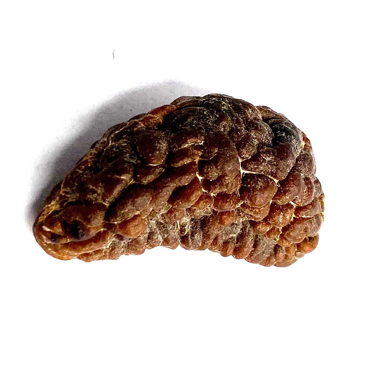 1 Mukhi Rudraksha 100% Natural
