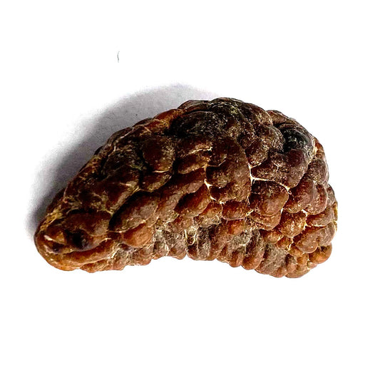 1 Mukhi Rudraksha 100% Natural