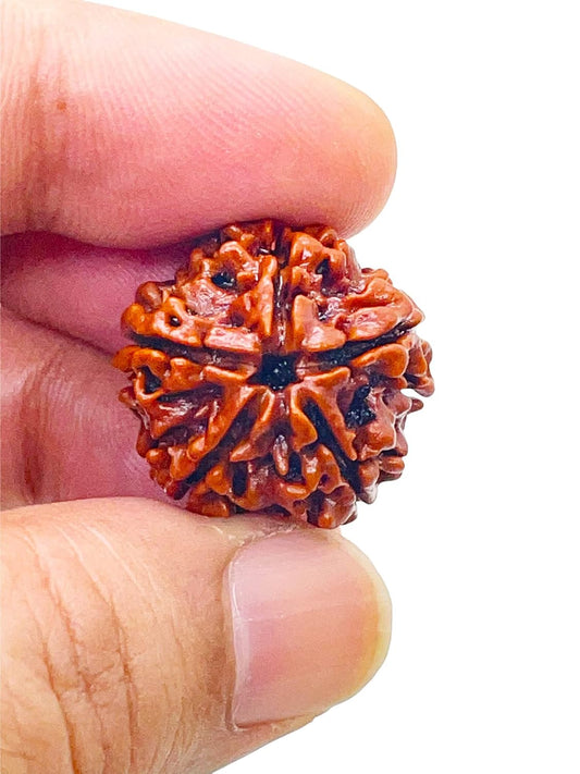 5 mukhi rudraksha size 1kg, Size: 18 mm