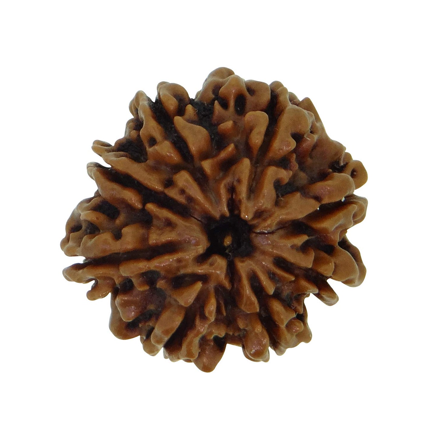 8 Mukhi Certified Rudraksha Nepal 100% Natural