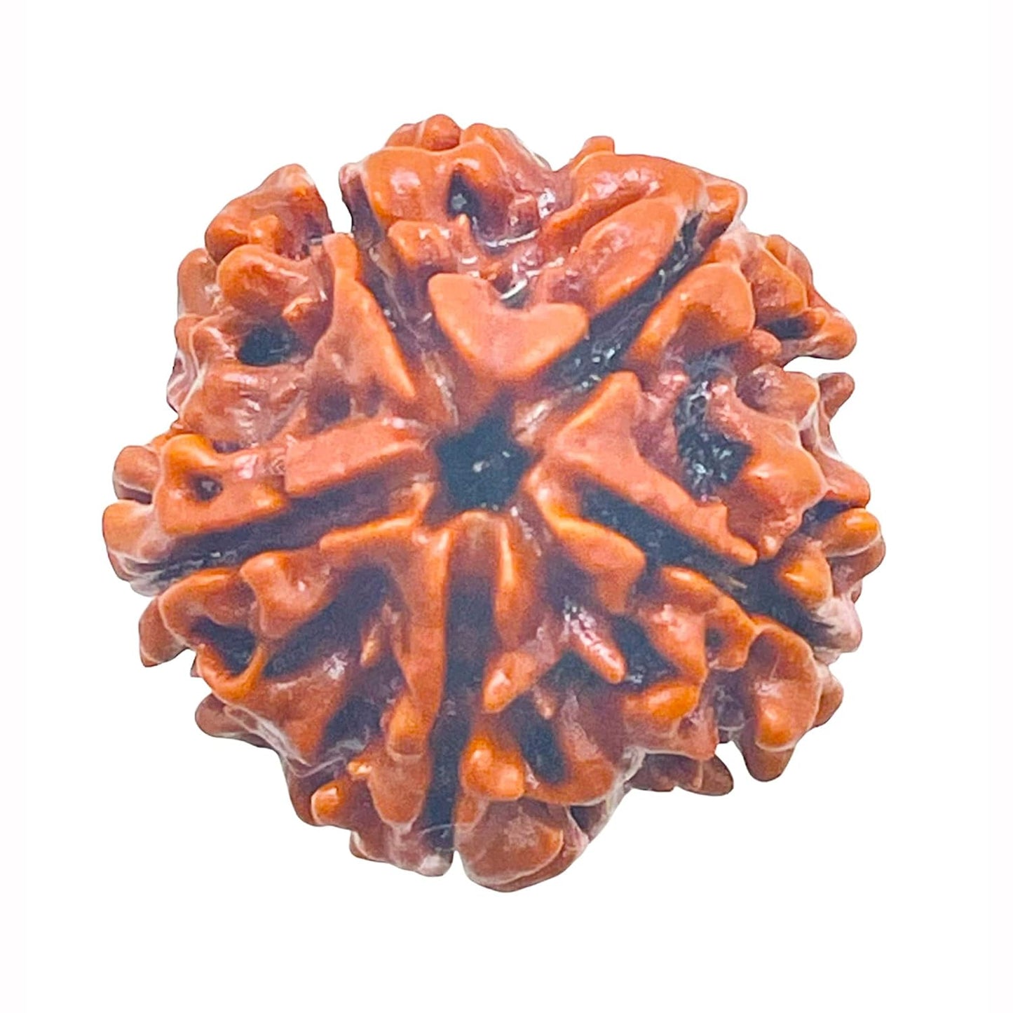 5 mukhi rudraksha size 1kg, Size: 18 mm