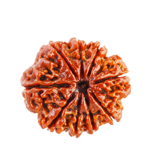 9 Mukhi Rudraksha Natural Nepal 100% Natural