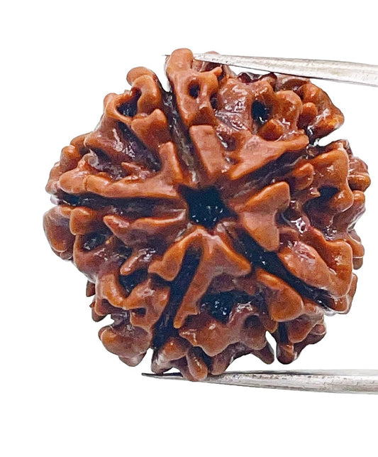 5 mukhi rudraksha size 1kg, Size: 18 mm