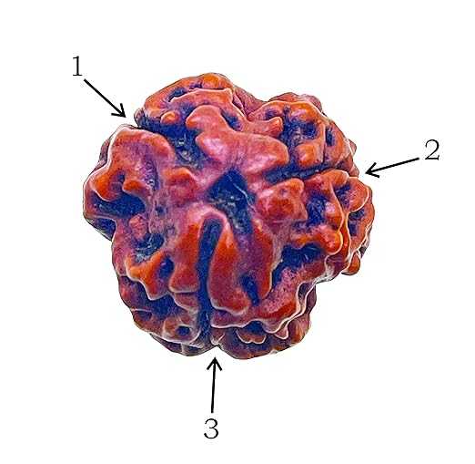 3 Mukhi Rudraksha 100% Natural
