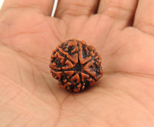 7 Mukhi Rudraksha 100% Natural Lab Tested