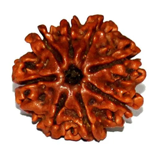 8 Mukhi Certified Rudraksha Nepal 100% Natural