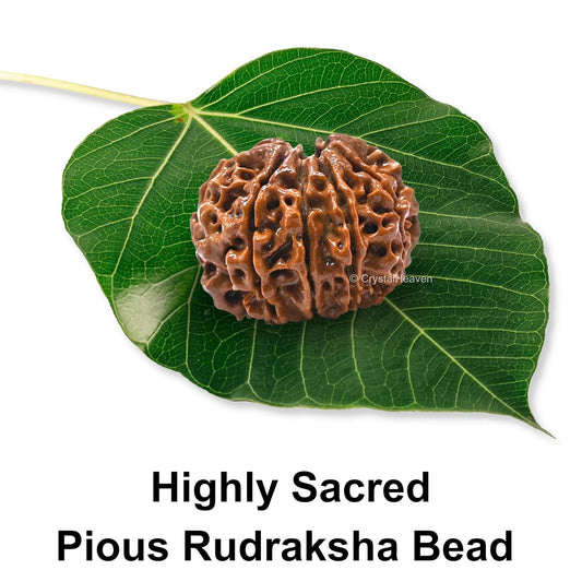10 Mukhi Rudraksha Natural Nepal 100% Natural