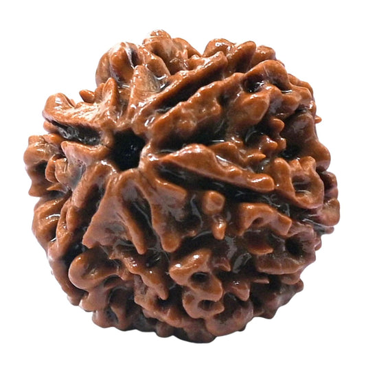 6 Mukhi Rudraksha 100% Natural
