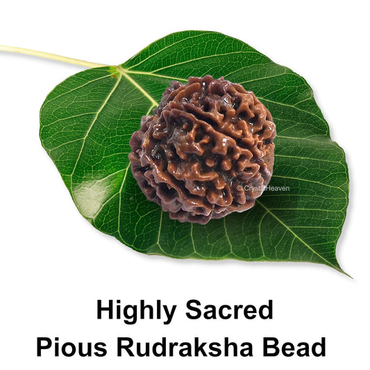 6 Mukhi Rudraksha 100% Natural