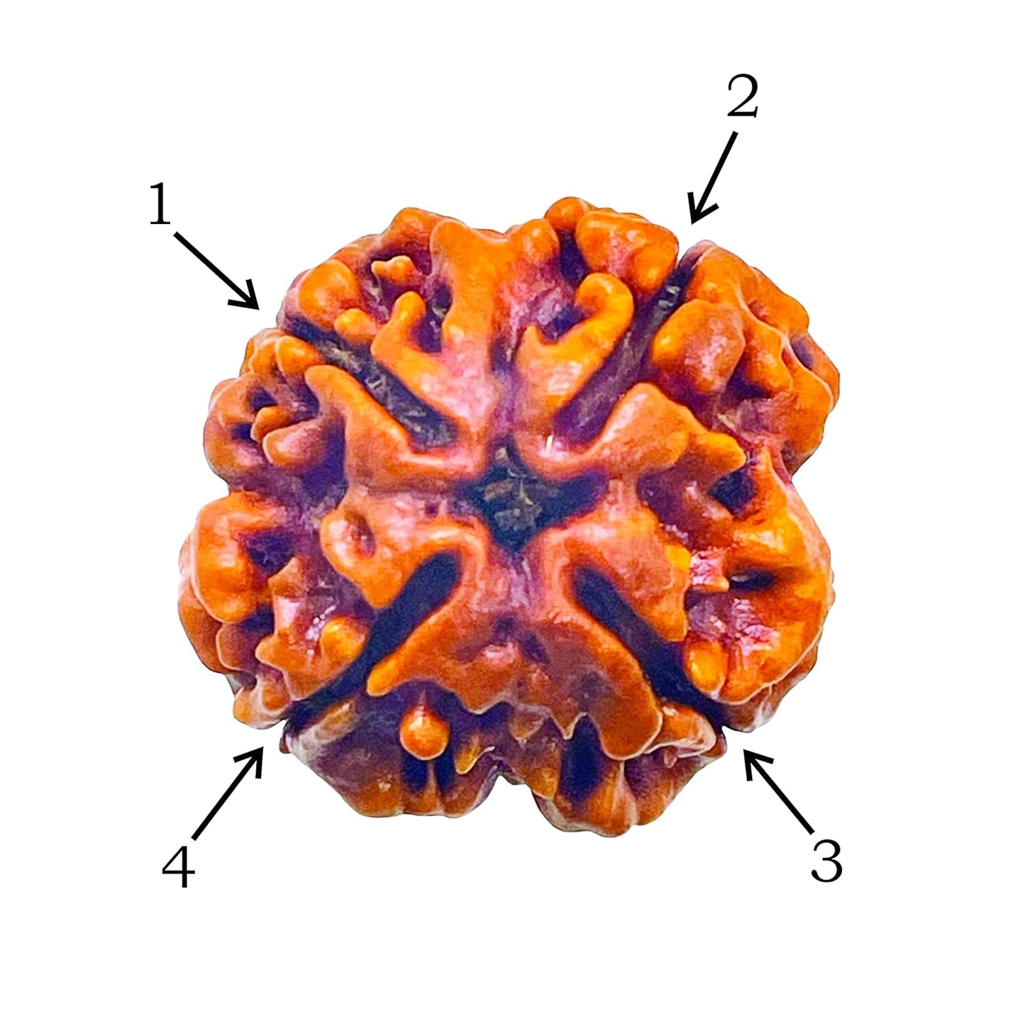 4 Mukhi Rudraksha 100% Natural