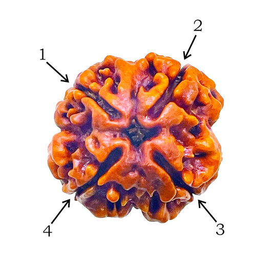 4 Mukhi Rudraksha 100% Natural