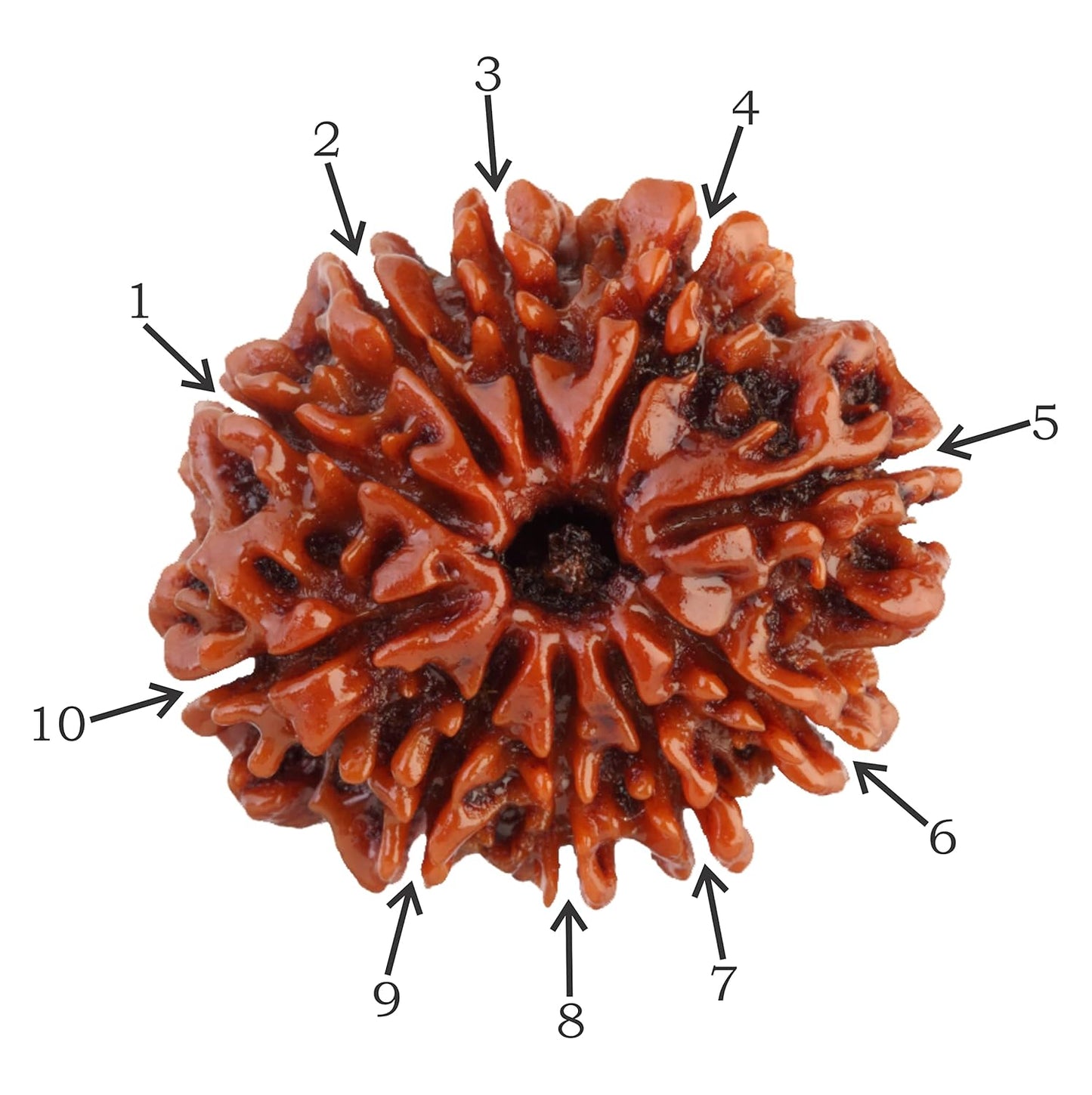 10 Mukhi Rudraksha Natural Nepal 100% Natural