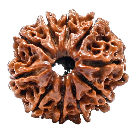 10 Mukhi Rudraksha Natural Nepal 100% Natural