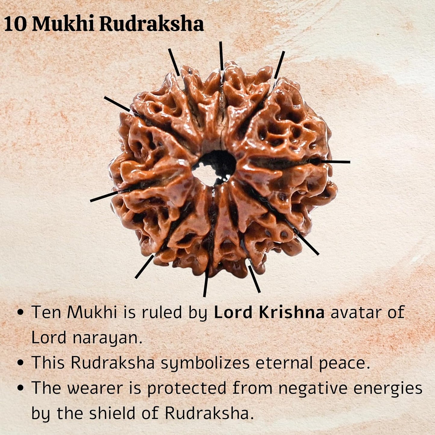 10 Mukhi Rudraksha Natural Nepal 100% Natural
