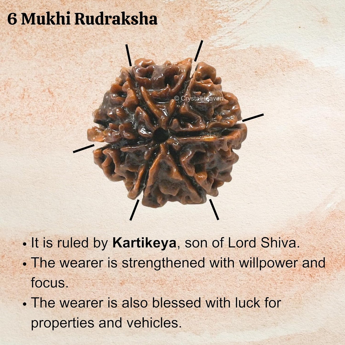 6 Mukhi Rudraksha 100% Natural