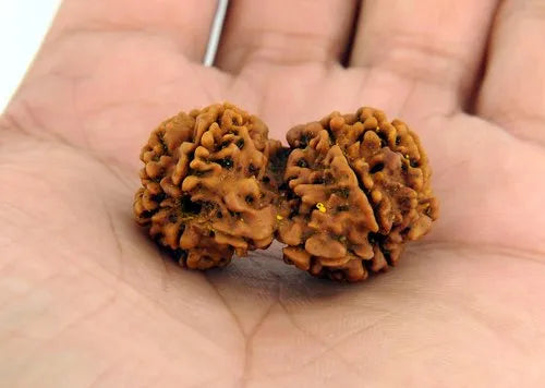 Gaurishankar Rudraksha 100% Natural joined Certified Rudraksh